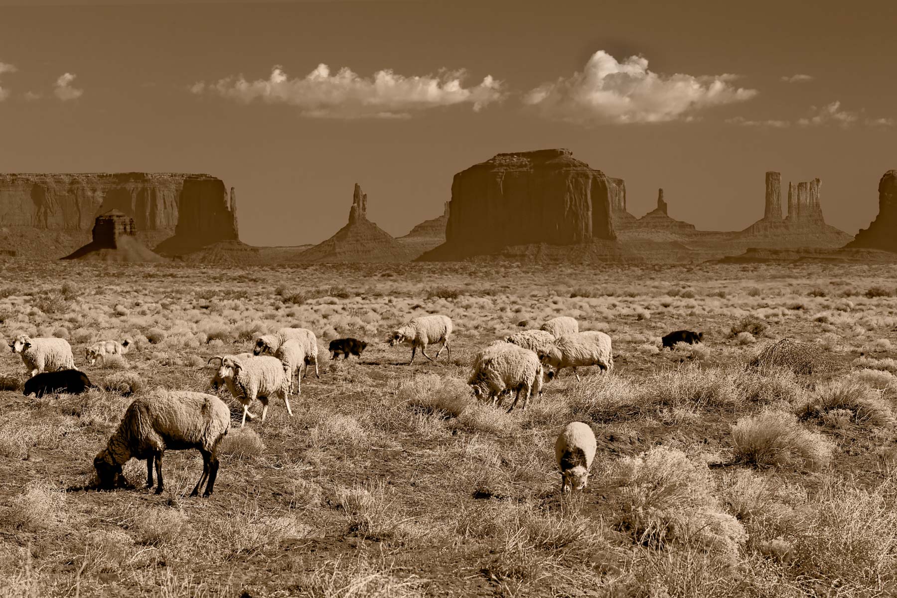Herd of Sheep in Monument Valley Arches Area