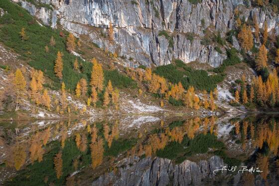 Larch Reflection GJlden Larch reflected in Lago di Federa, the Dolomites, Italy.