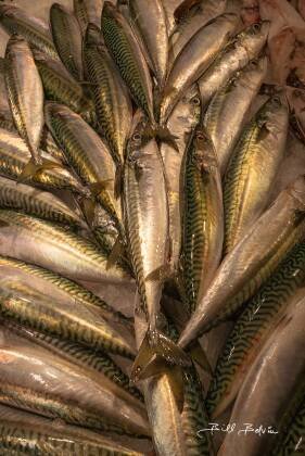 Mackeral Sgombro aka Mackeral seen at the Mercato di Rialto fisk masrket in Venice, Italy..