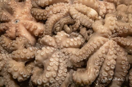 Octopus Octopus for sale seen at the Mercato di Rialto fish market in Venice, Italy..
