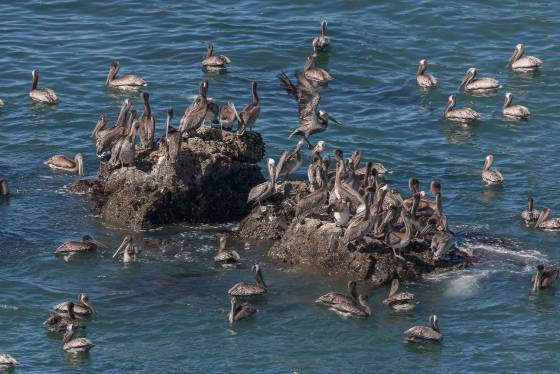 Pelicans at 1000mm Pelicans on a rock off the coast of Oregon