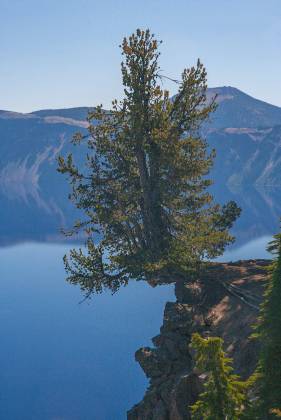 Just Hanging Out Tree on the rim of Crater Lake