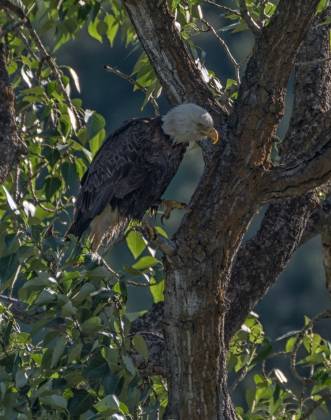 Bald Eagle 2 Bald Eagle seen near the Palouse River.
