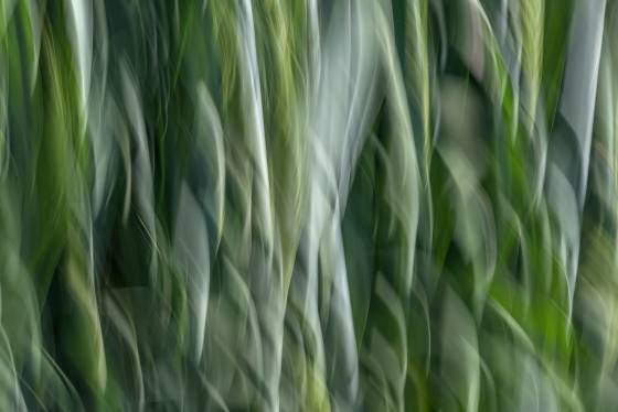Wheat Blur No 1 Blur caused by shaking the camera shot in the Palouse.