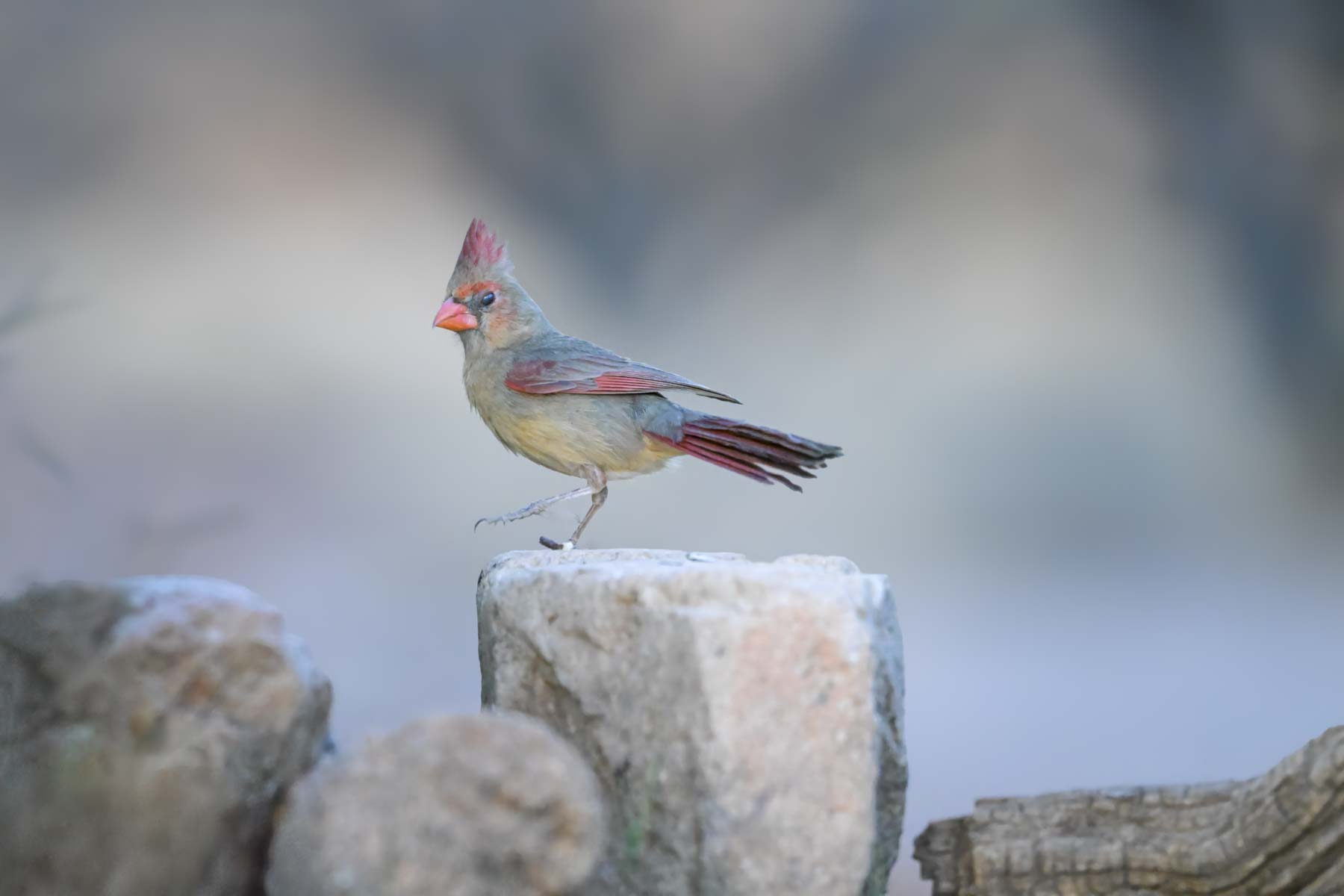 Pyrrhuloxia seen near Elephant Head, Arizona