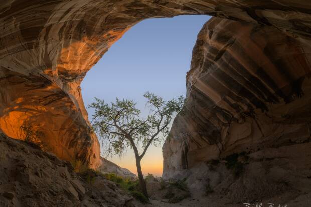 Tree Cave