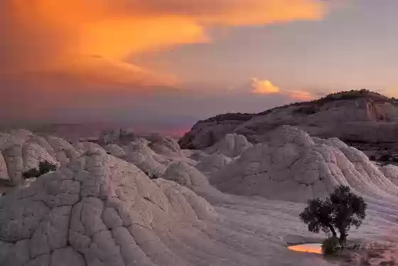 Pinyon Pine in Soft Light Pinyon Pine seen at sunset at The White Pocket