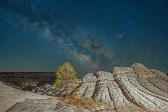 The Milky Way over The White Pocket The Milky Way rises over a Ponderosa Pine at The White Pocket in Vermilion Cliffs NM