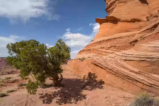 Juniper Tree Juniper Tree near the Spiral Domes in Vermilion Cliffs National Monument