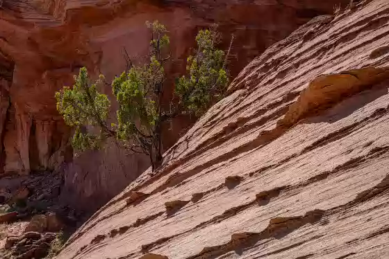 Lone Tree and Fins Fins east of The White Pocket in Vemilion Cliffs National Monument