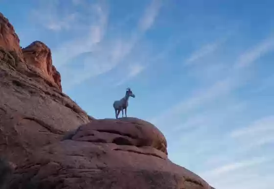 Young Bighorn Sheep Young Bighorn sheep on cliffs edge in Vermiion Cliffs National Monument