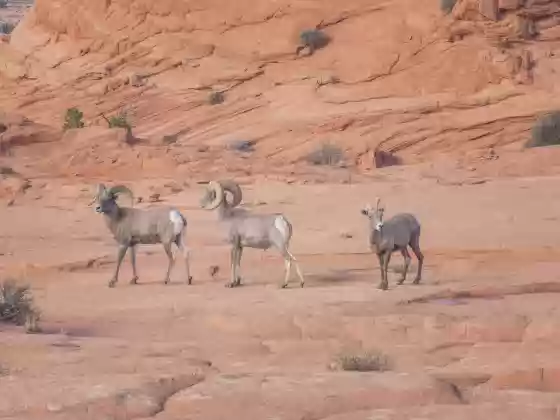Three Bighorn Bighorn sheep seen in the foothills of Steamboat Rock, Grand Staircase Esclante National Monument, Utah.