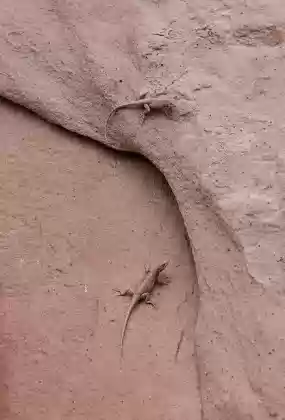 I See You Lizards at The White Pocket