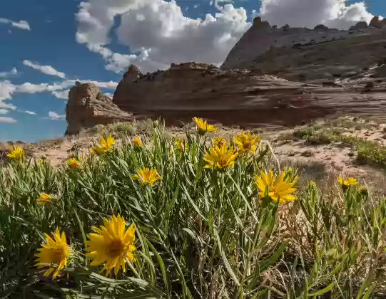 Early June Flowers 2 Mule ears blooming in early June at The White Pocklet