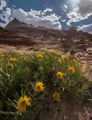 Early June Flowers Mule ears blooming in early June at The White Pocklet