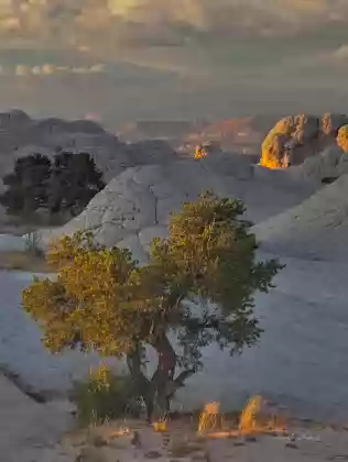 Last Lightt on a Pinyon Pine Pinyon Pine seen at sunset at The White Pocket