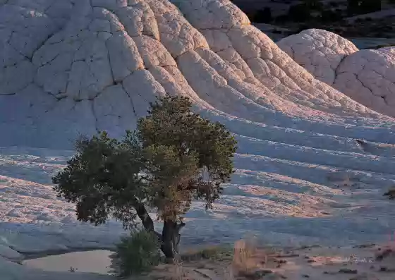 The Second Tree 2 Pinyon Pine seen at sunset at The White Pocket