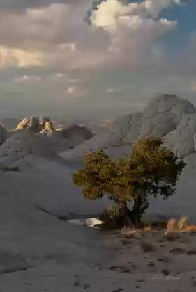 The Second Tree 4 Pinyon Pine seen at sunset at The White Pocket