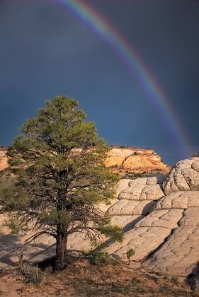 Rainbow 2 Rainbow over a Ponderosa Pine at The White Pocket, Vermilion Cliffs NM