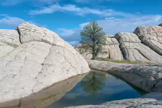 Reflection 2 Reflection of a Ponderosa Pine at The White Pocket in Vermilion Cliffs NM