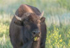 Bison in the North Unit of Theodore Roosevelt National Park