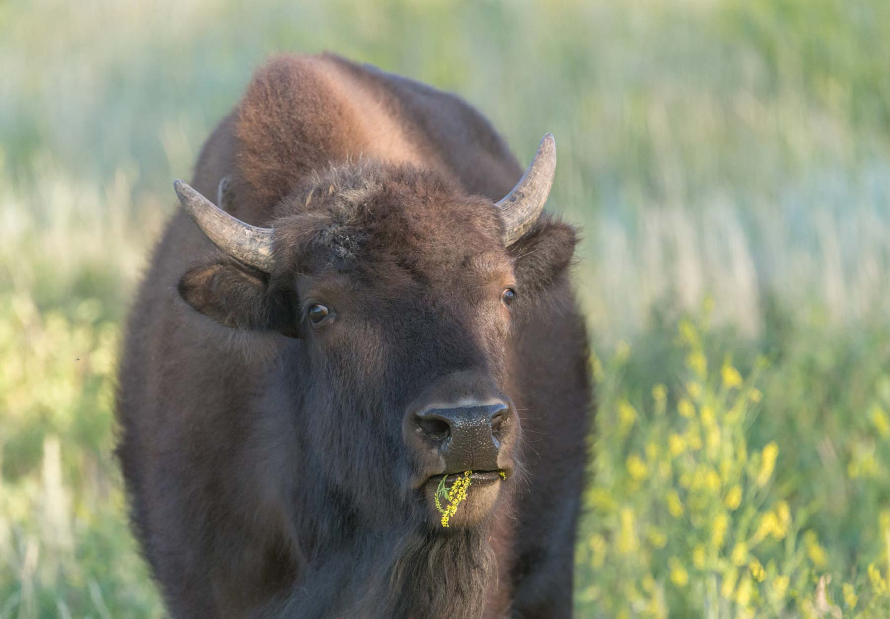 Bison in the North Unit of Theodore Roosevelt National Park
