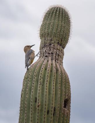 Gila Woodpecker Gila woodpecker at the Arizona Senora Desert Museum
