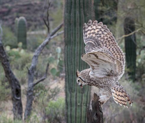 Great Horned Owl 2 Great horned Owl at the Arizona Senora Desert Museum