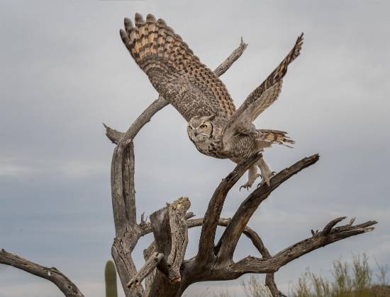 Great Horned Owl 3 Great horned Owl at the Arizona Senora Desert Museum