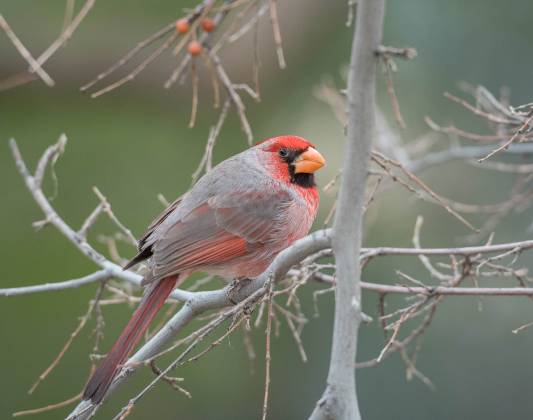Northern Cardinal (Female) Female Northern Cardinal at the Arizona Senora Desert Museum