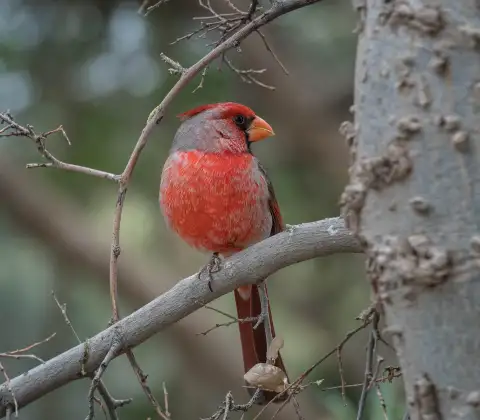 Arizona Cardinals 'Mama Bird' @ArizonaLadyBird #BirdGang #AZLadyBirds