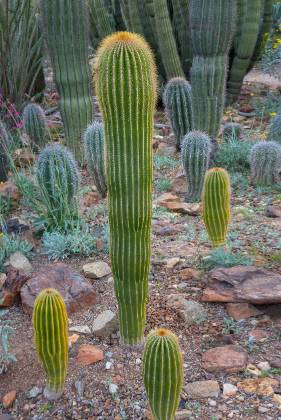 Cactus Garden Cactus Garden at the Arizona Senora Desert Museum in Tucson