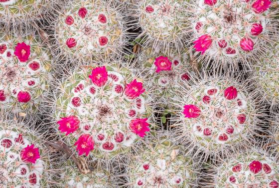 Luscious Cactus Pincushion Cactus at the Arizona Senora Desert Museum in Tucson