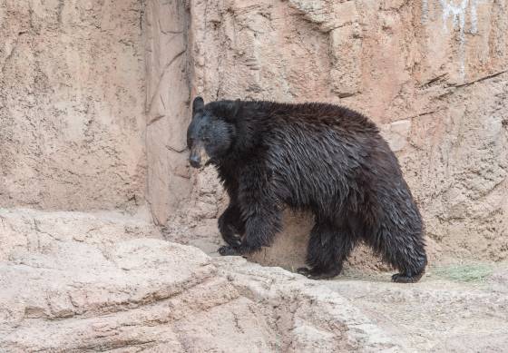 Black Bear B;ack bear at the Arizona Senora Desert Museum in Tucson