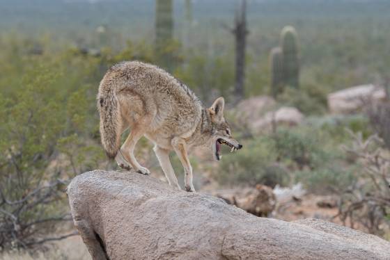 Coyote Threatening Coyote threatening at the Arizona Senora Desert Museum in Tucson