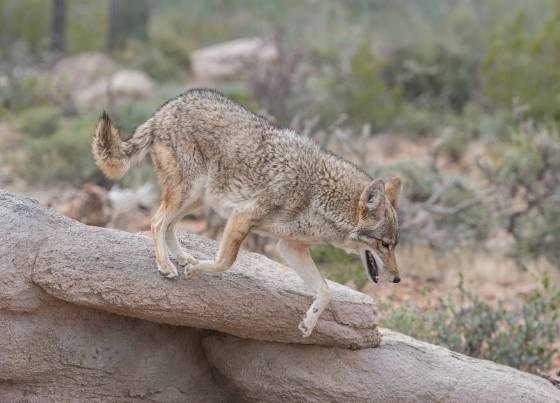 Coyote Coyote at the Arizona Senora Desert Museum in Tucson