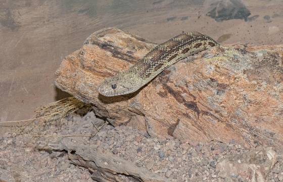 Snake 1 Snake at the Arizona Senora Desert Museum in Tucson