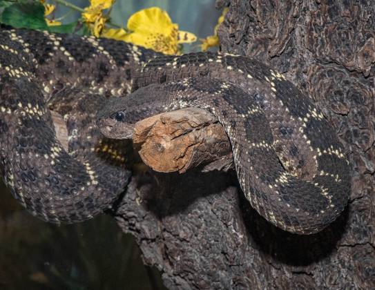 Snake 2 Snake at the Arizona Senora Desert Museum in Tucson