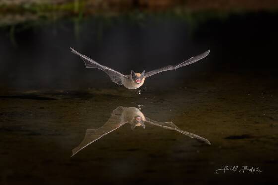 Bat Reflected 1 Bat with water droplets reflected in a pond, seen at Elephant Head, Arizona.