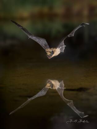 Bat Reflected Bat reflected in a pond at Elephant Head, Arizona