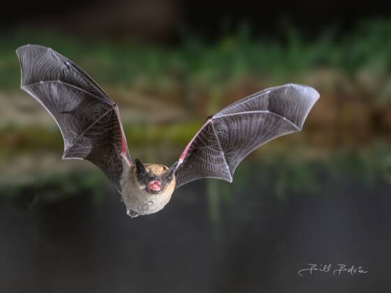 Bat in-flight Bat in-flight seen at Elephant Head, Arizona.