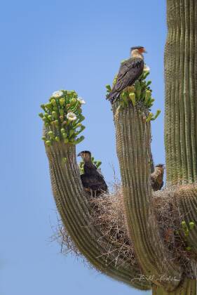 Cara Caras 2 Cara Caras in nest on Saquaro, seen near Ajo, Arizona.