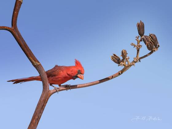 Northern Cardinal 1 Northern Cardinnal perched on an agave, seen at Elephant Head, Arizona.