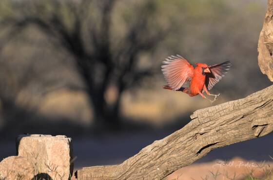Northern Cardinal landing Northern Cardinal landing, seen at Elephant Head, Arizona.
