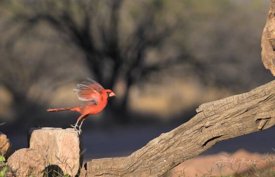 Northern Cardinal taking-off Northern Cardinal taking-off, seen at Elephant Head, Arizona.