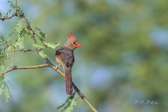 Perched Pyrrhuloxia, Pyrrhuloxia perched in a Mesquite tree at Elephant Head, Arizona