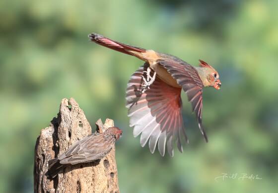Pyrrhuloxia in-flight 2 Pyrrhuloxia seen at Elephant Head, Arizona.