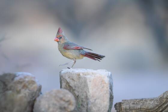 Pyrrhuloxia on rock Pyrrhuloxia seen at Elephant's Head, Arizona.