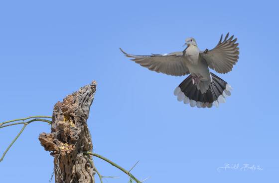 White Winged Dove in-flight White Winged Dove, seen at Elephant Head, Arizona.