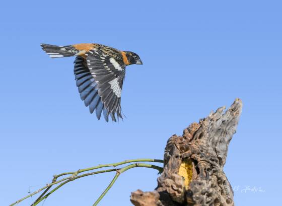 Black-headed Grosbeak in-flight Black-headed Grosbeak in-flight, seen at Elephant Head, Arizona.